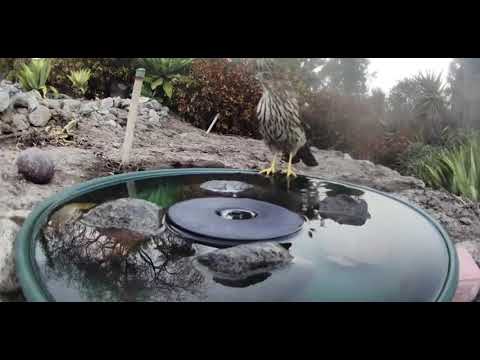 Animals Making Use of a Backyard Fountain