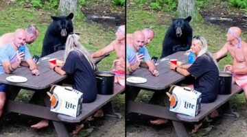 Bear Invited to Family Picnic