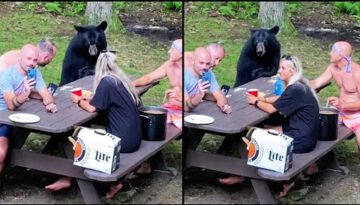 Bear Invited to Family Picnic