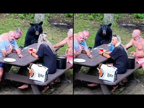 Bear Invited to Family Picnic