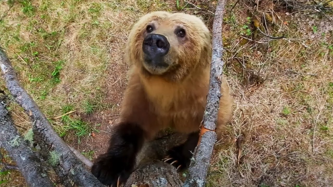 Bears Dancing in the Forest