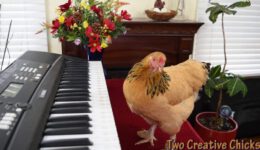 Chicken Plays Operatic Aria on Piano Keyboard