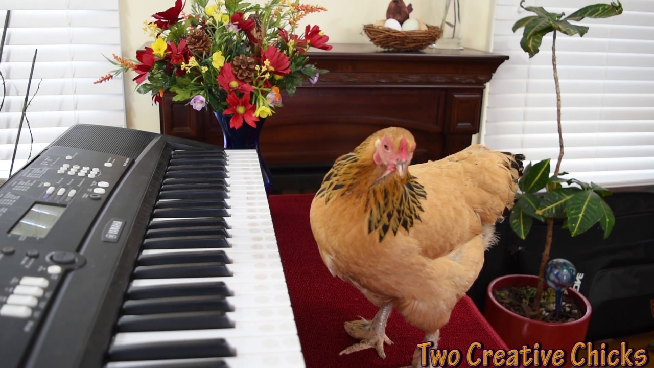 Chicken Plays Operatic Aria on Piano Keyboard