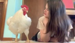 Chicken Raised for Meat Is Convinced He’s a Dog