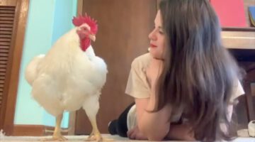 Chicken Raised for Meat Is Convinced He’s a Dog