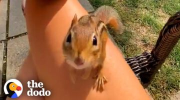 Chipmunk Gets So Jealous When His Favorite Girl Talks To Other Chipmunks