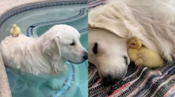Dog Becomes Best Friends With Abandoned Duckling