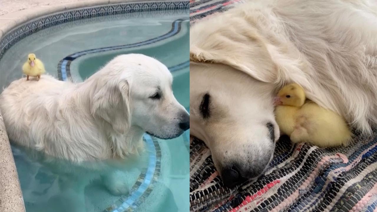 Dog Becomes Best Friends With Abandoned Duckling