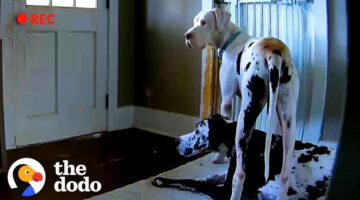 Dog Caught on Hidden Camera Doing the Sweetest Thing for Foster Brother