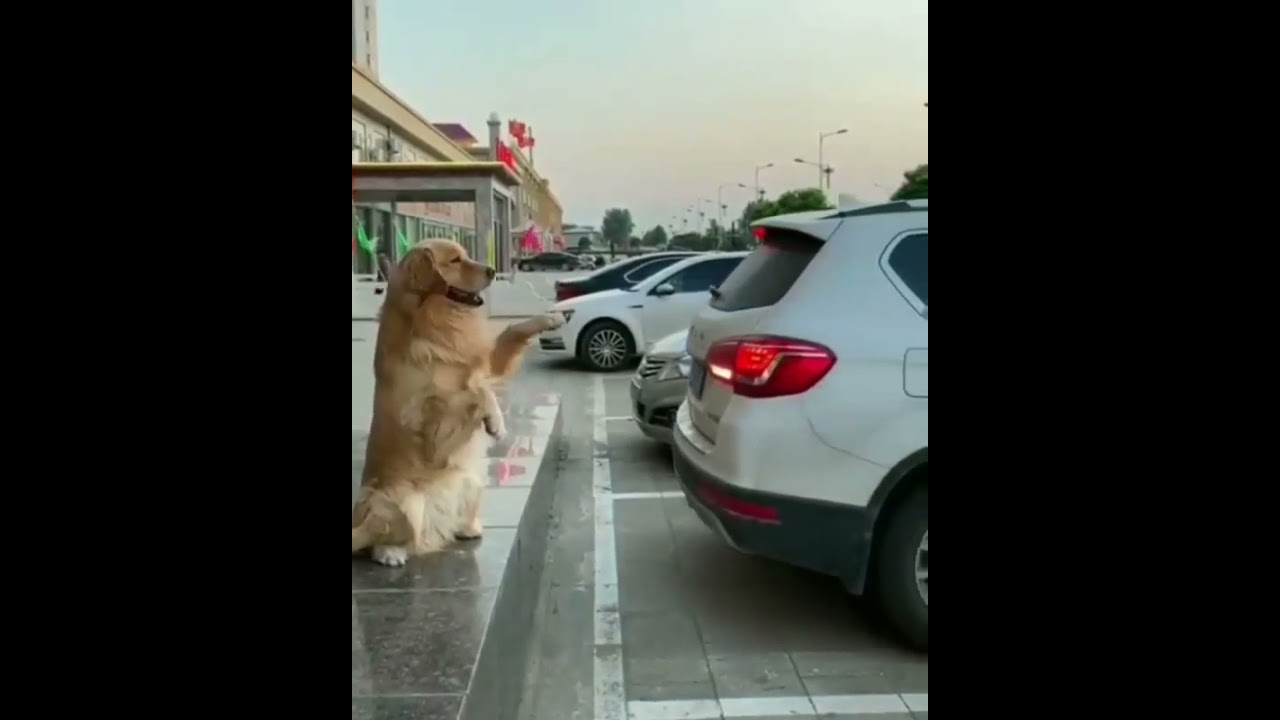 Doggy Parking Assistant