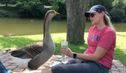 Lonely Goose Falls in Love With Woman. Then Things Get Weird.