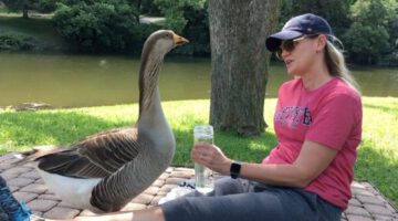 Lonely Goose Falls in Love With Woman. Then Things Get Weird.