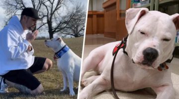 Man Learns Sign Language for His Rescued Deaf Puppy