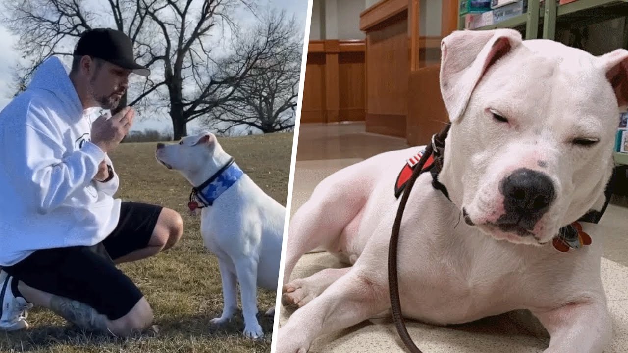 Man Learns Sign Language for His Rescued Deaf Puppy