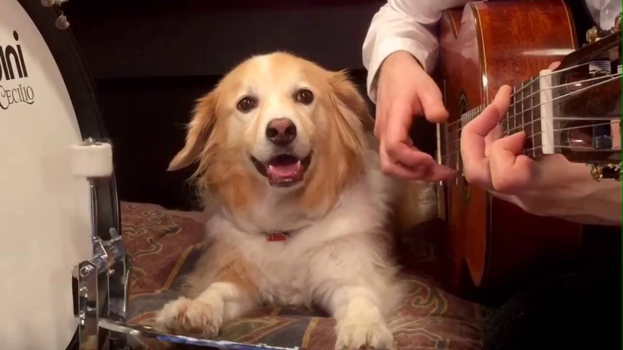 Maple the Pup on the Drums