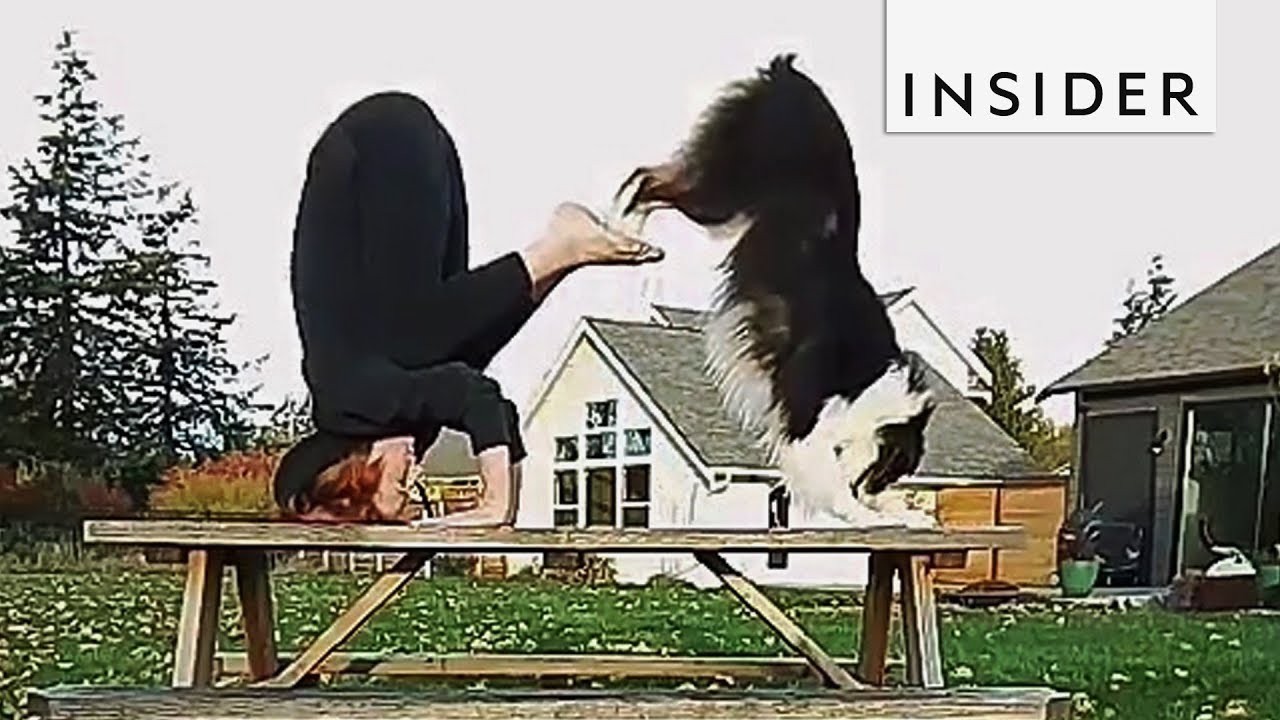 Meet The Dog That’s A Yoga Pro