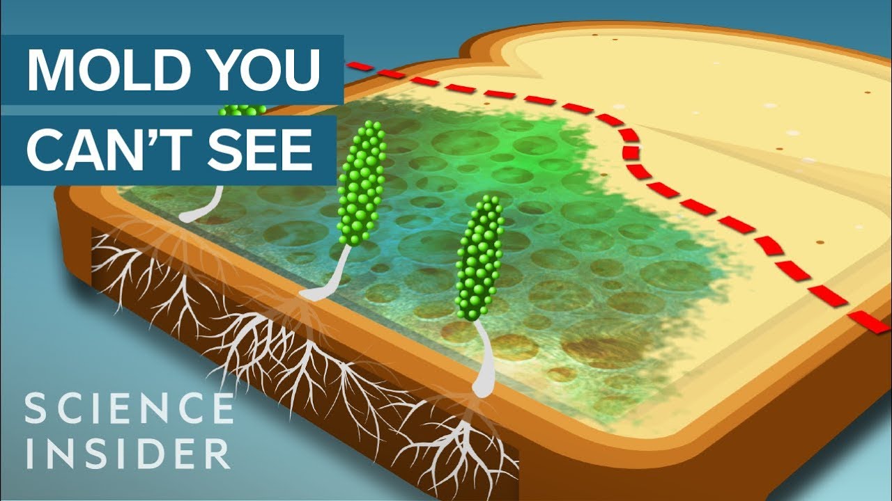 Never Eat The ‘Clean’ Part Of Moldy Bread