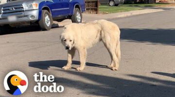 No One Could Catch this Giant Stray Great Pyrenees Until…