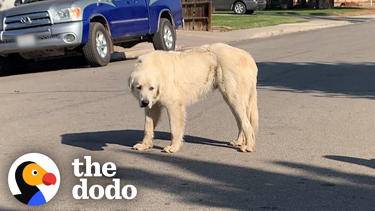 No One Could Catch this Giant Stray Great Pyrenees Until…