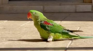 Parrot Learns to Walk on Tiny Boots After Losing Her Feet