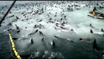 Sea Lions Break Into Net And Eat All The Fish