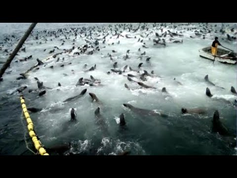 Sea Lions Break Into Net And Eat All The Fish