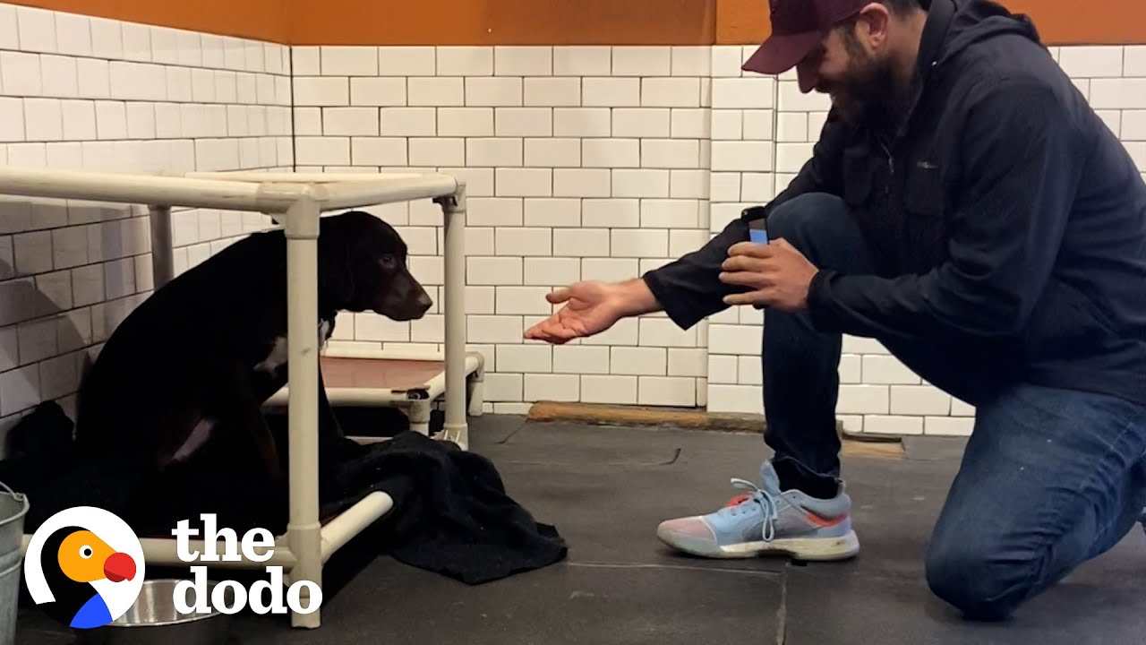 Shaking Shelter Dog Covers Her Foster Dad’s Face With Kisses