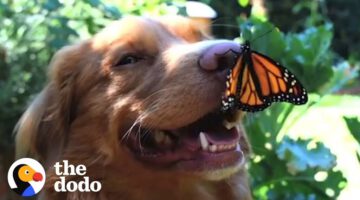 This Dog Is Best Friends With Butterflies