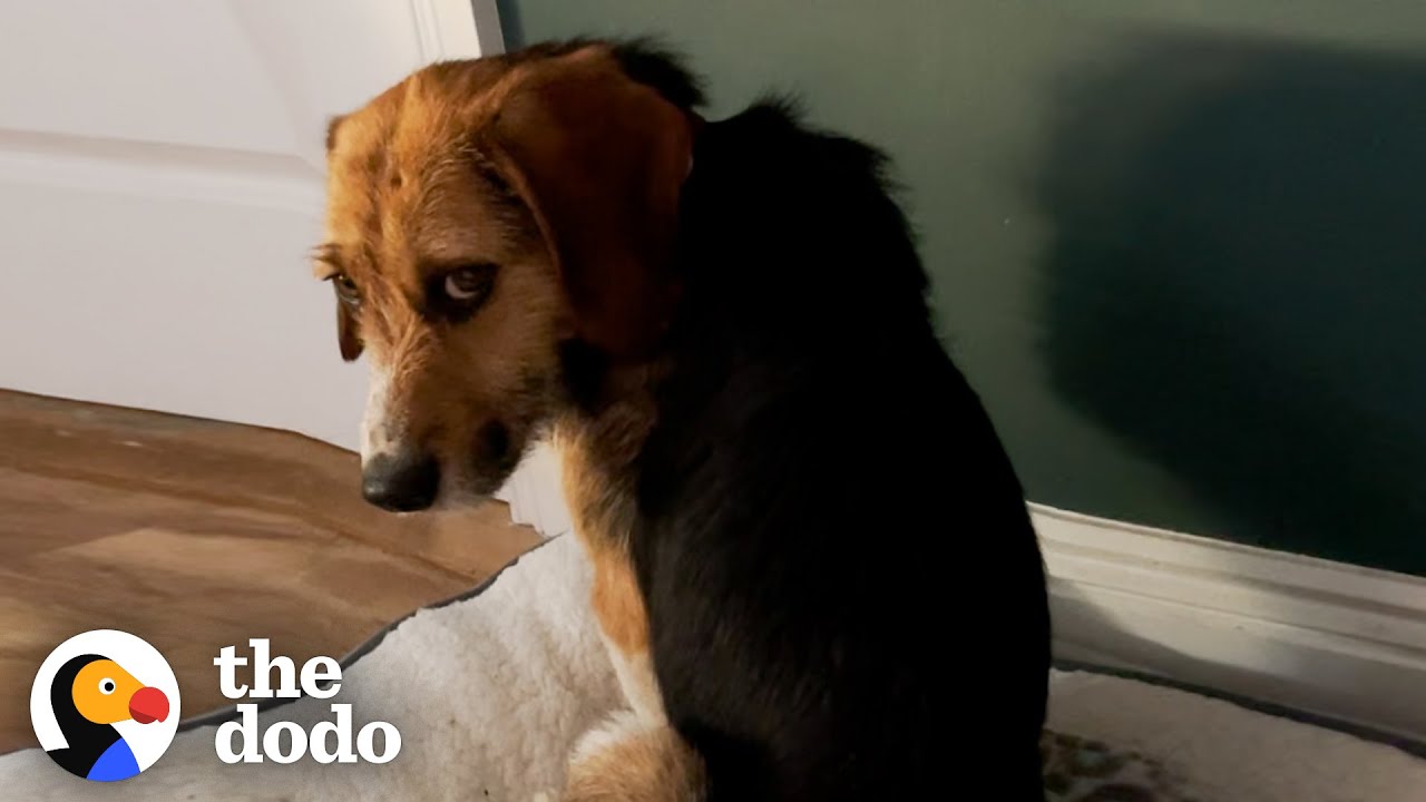 This Dog Stared At The Wall For Hours Until Finally Realized He Was Home