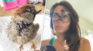 This Rescued Sparrow Is Convinced He’s a Dog