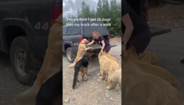 13 Large Dogs Load up in Her Truck