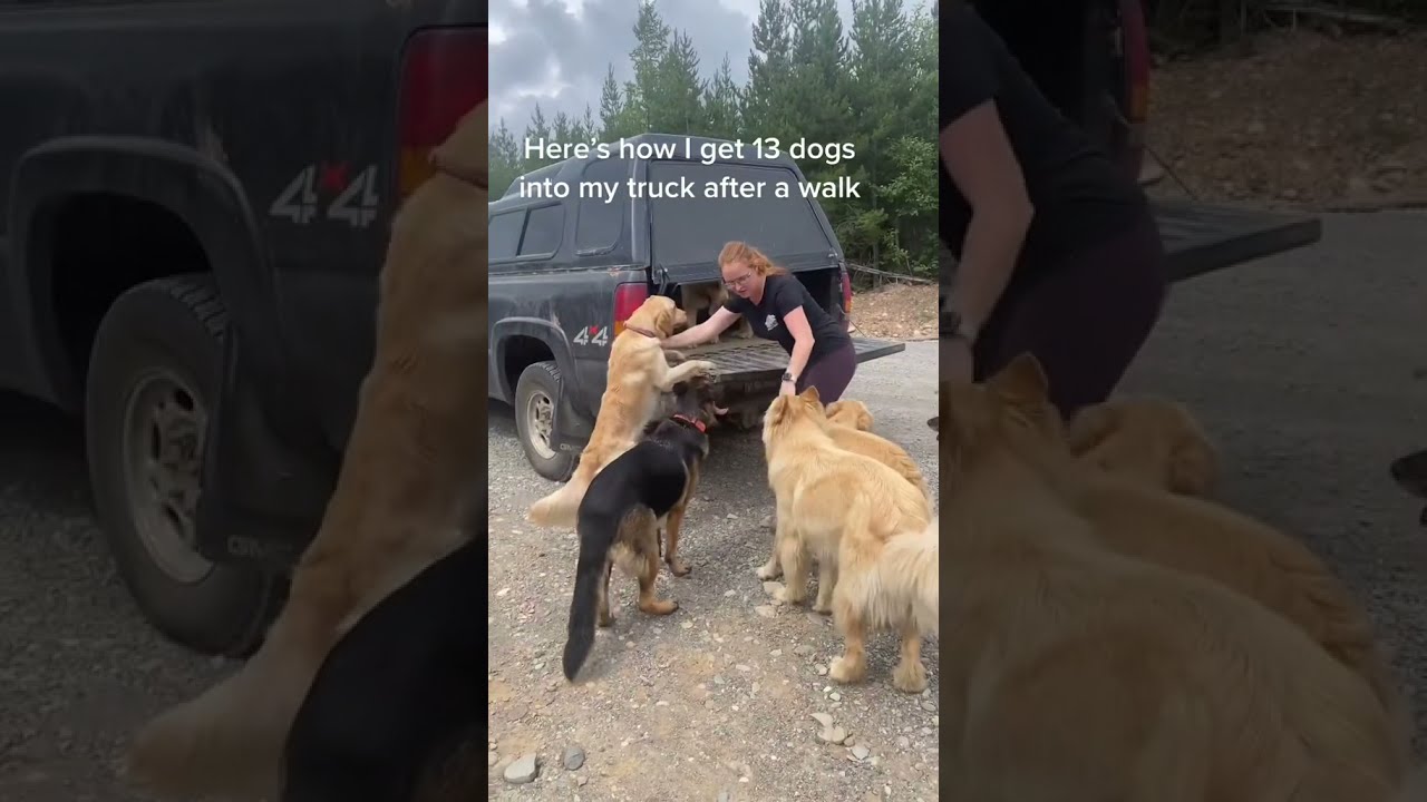 13 Large Dogs Load up in Her Truck