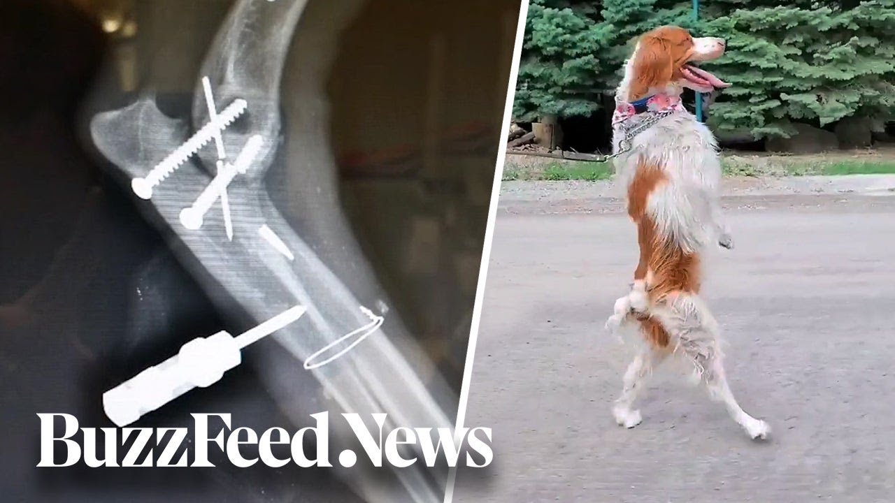 3-Legged Dog Prefers Walking On 2 Back Legs - 1Funny.com