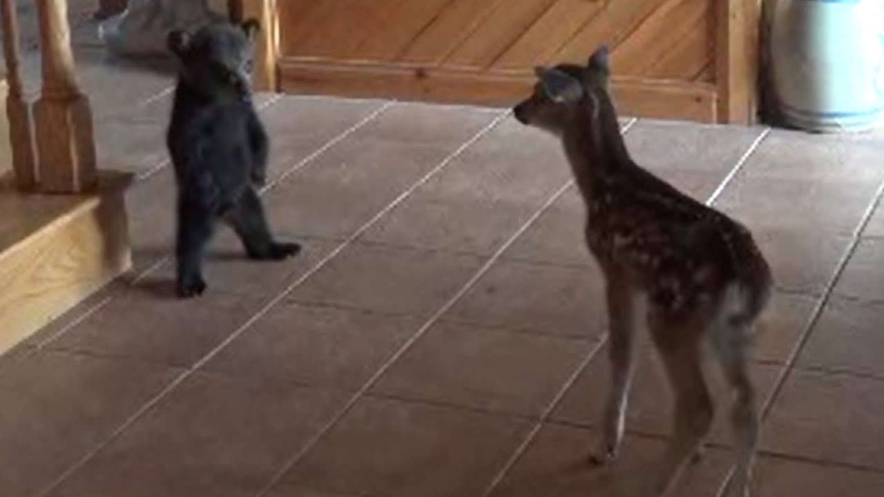 Baby Bear Tries to Be Friends With Baby Deer