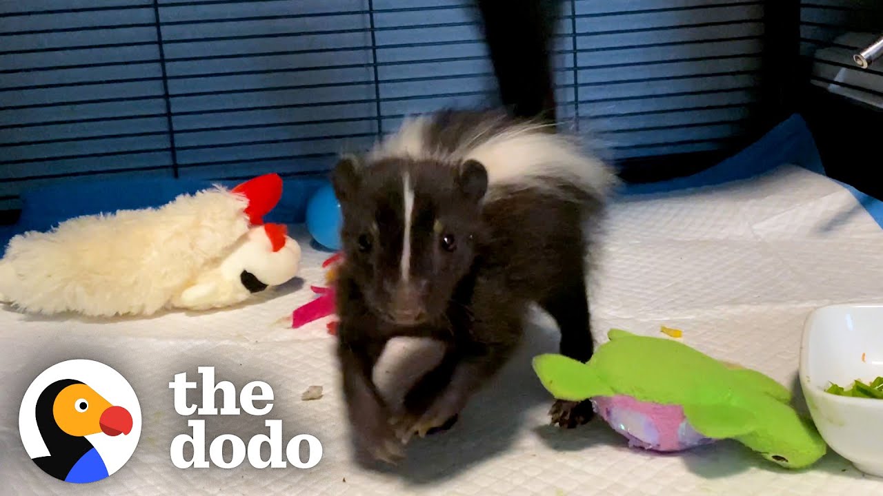 Baby Skunk Does The Cutest Stomps