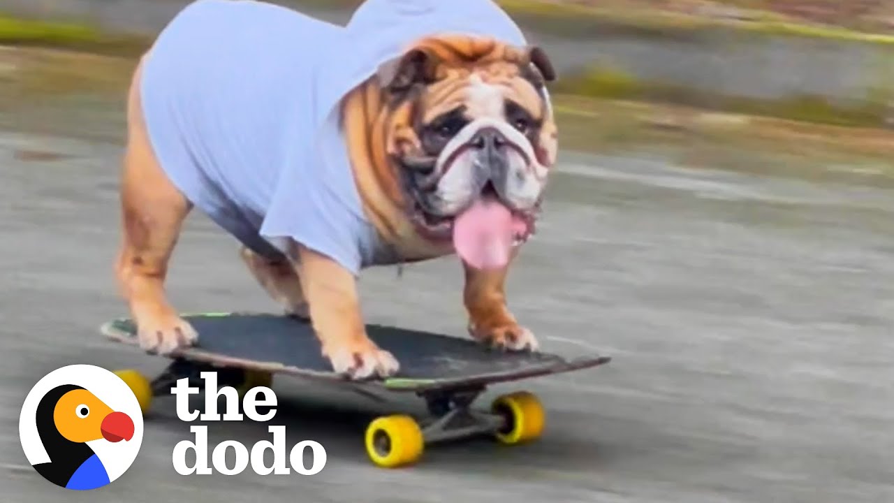 Bulldog Obsessed With His Skateboard