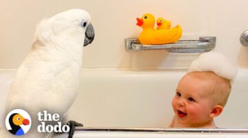 Cockatoo And Baby Boy Do Everything Together