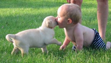 Cute Puppies and Babies Playing Together Compilation