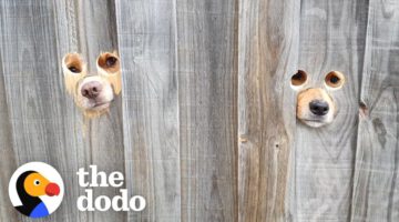 Dad Cuts “Peepholes” Into Fence So Dogs Can Say Hi To Mom