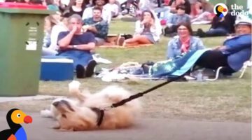 Dog PLAYS DEAD to Avoid Going Home While Park Crowd Watches