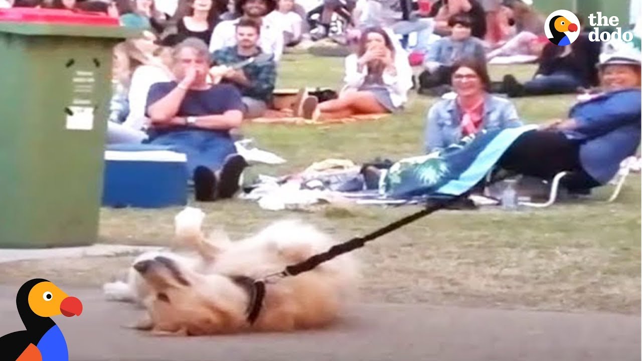 Dog PLAYS DEAD to Avoid Going Home While Park Crowd Watches