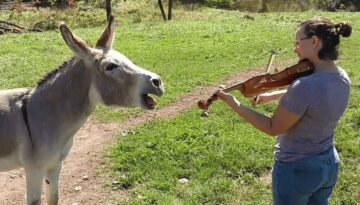 Donkey Sings along to Violin