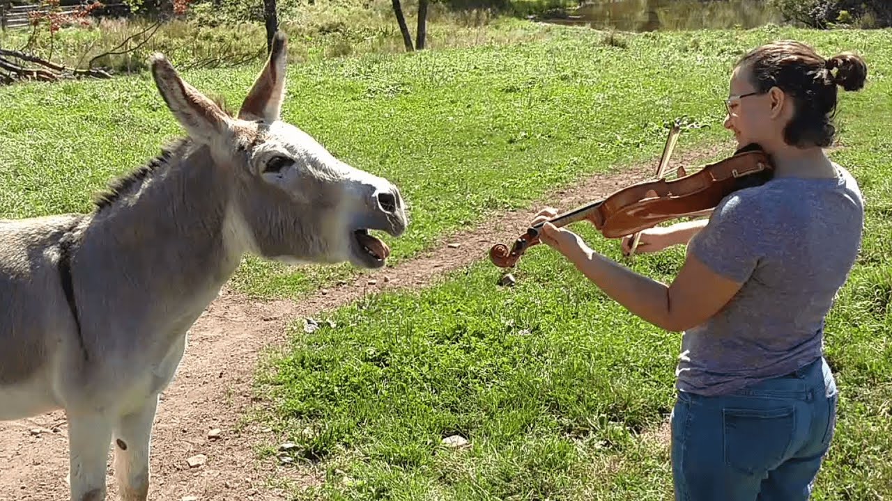 Donkey Sings along to Violin