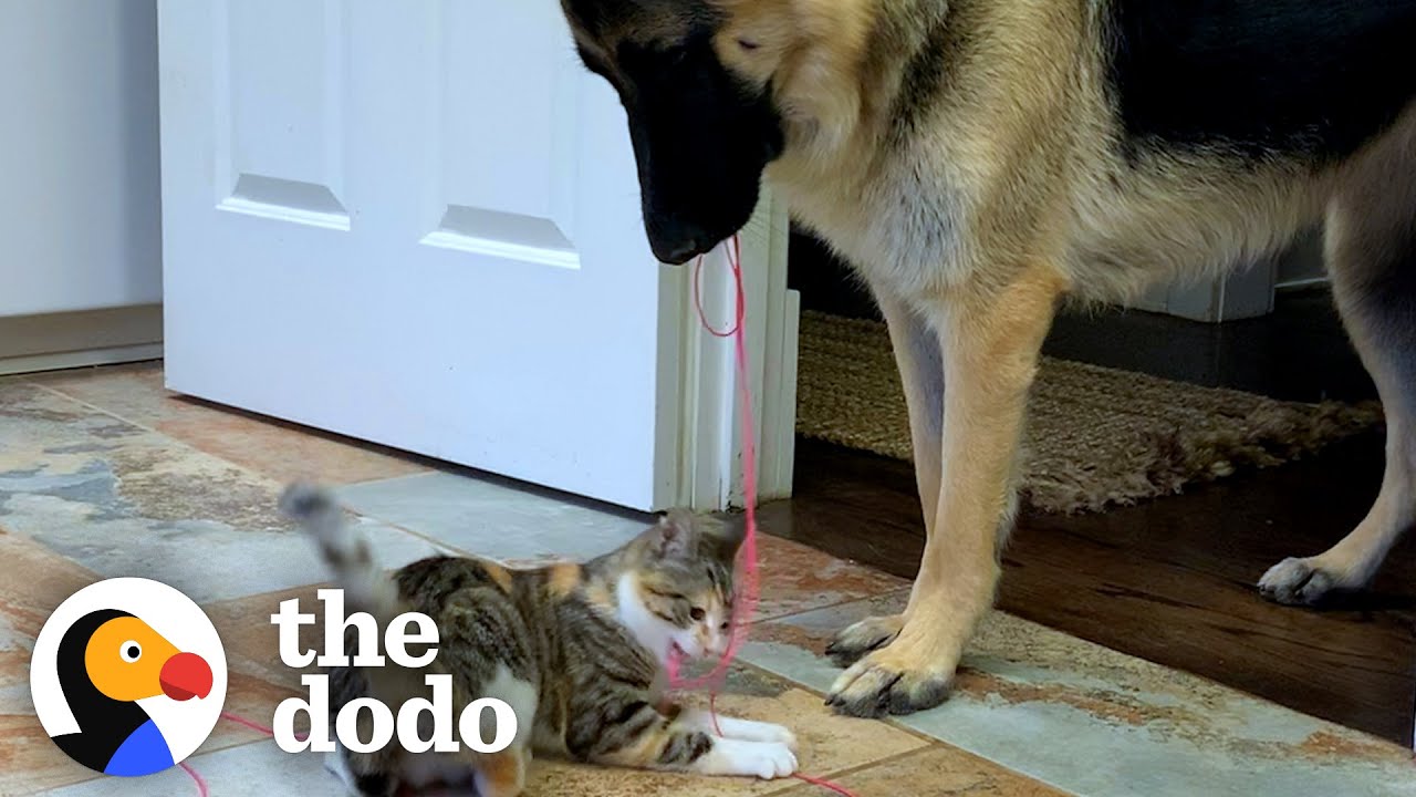 German Shepherd Carries Cat Toy Around The House For The New Kitten To Play With