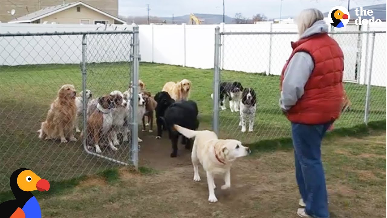 Good Dogs Wait For Their Names To Be Called