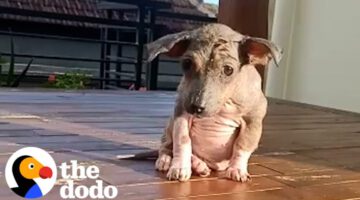 Hairless Stray Puppy Is Amazingly Fluffy Now