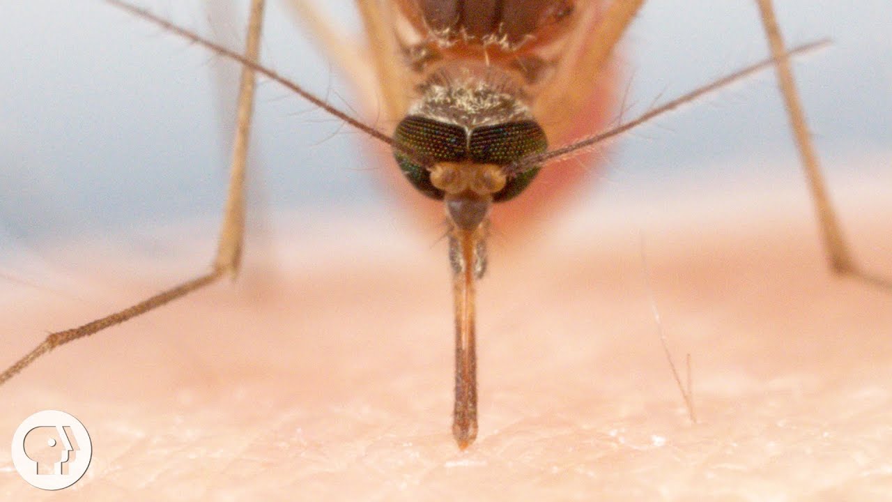 How Mosquitoes Use Six Needles to Suck Your Blood