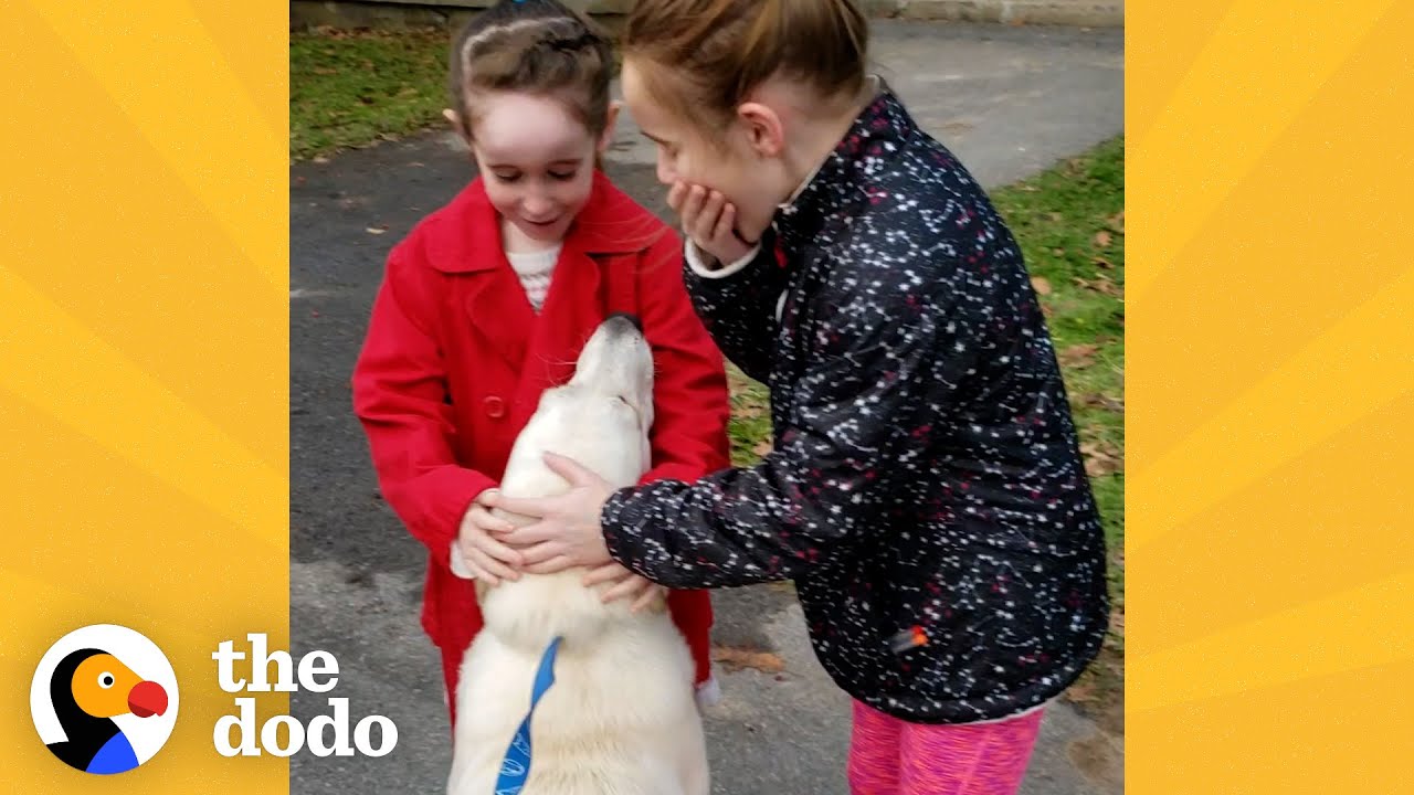 Mom Secretly Adopts A Shelter Dog Her Daughters Fell In Love With