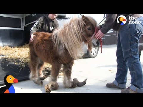 Neglected Pony Hooves Were So Long He Couldn’t Walk