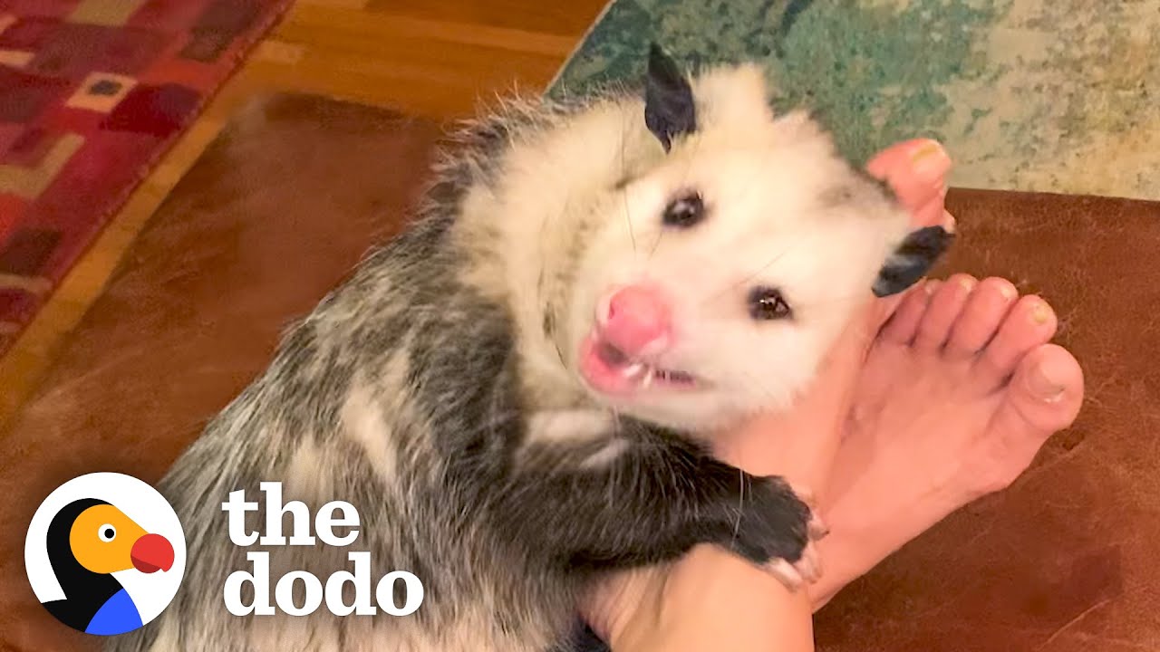 Opossum Covers His Mom’s Face In Kisses